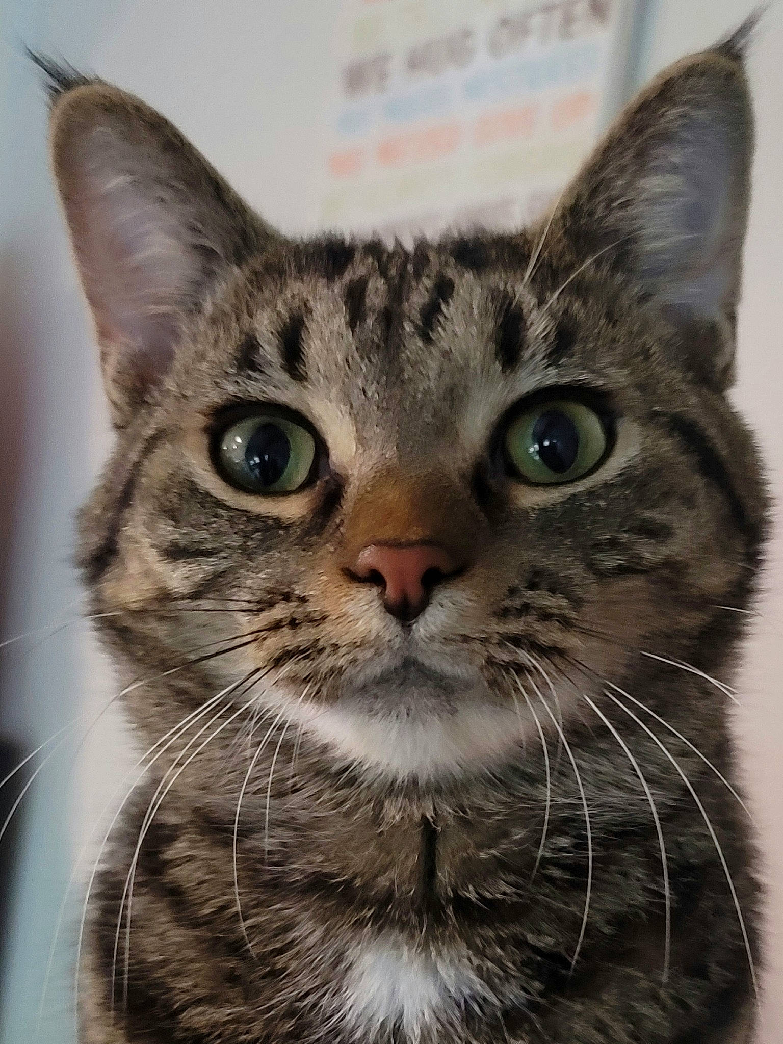 Kasper joined the competition — help win amazing prizes! box, carnivore, cat, domestic_short_haired_cat, felidae, fur, paw, small_to_medium_sized_cats, snout, whiskers, window