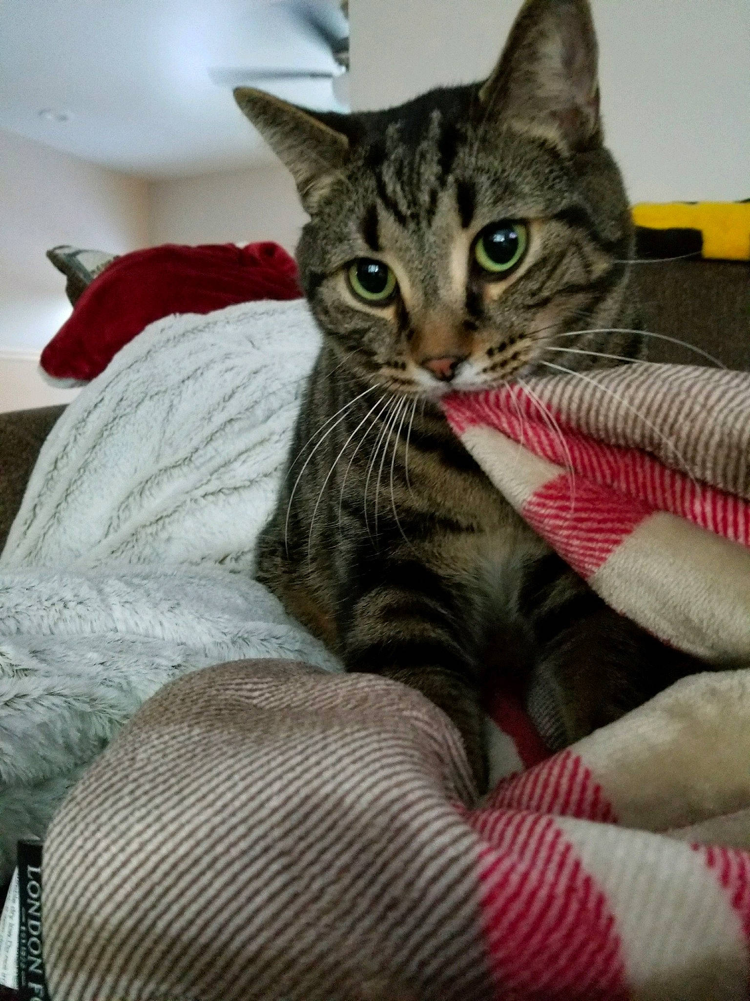 Gizmo is registered to the contest to win money with this photo: american_shorthair, asian, carnivore, cat, domestic_short_haired_cat, dragon_li, european_shorthair, felidae, fur, kitten, mammal, pixie_bob, small_to_medium_sized_cats, tabby_cat, whiskers