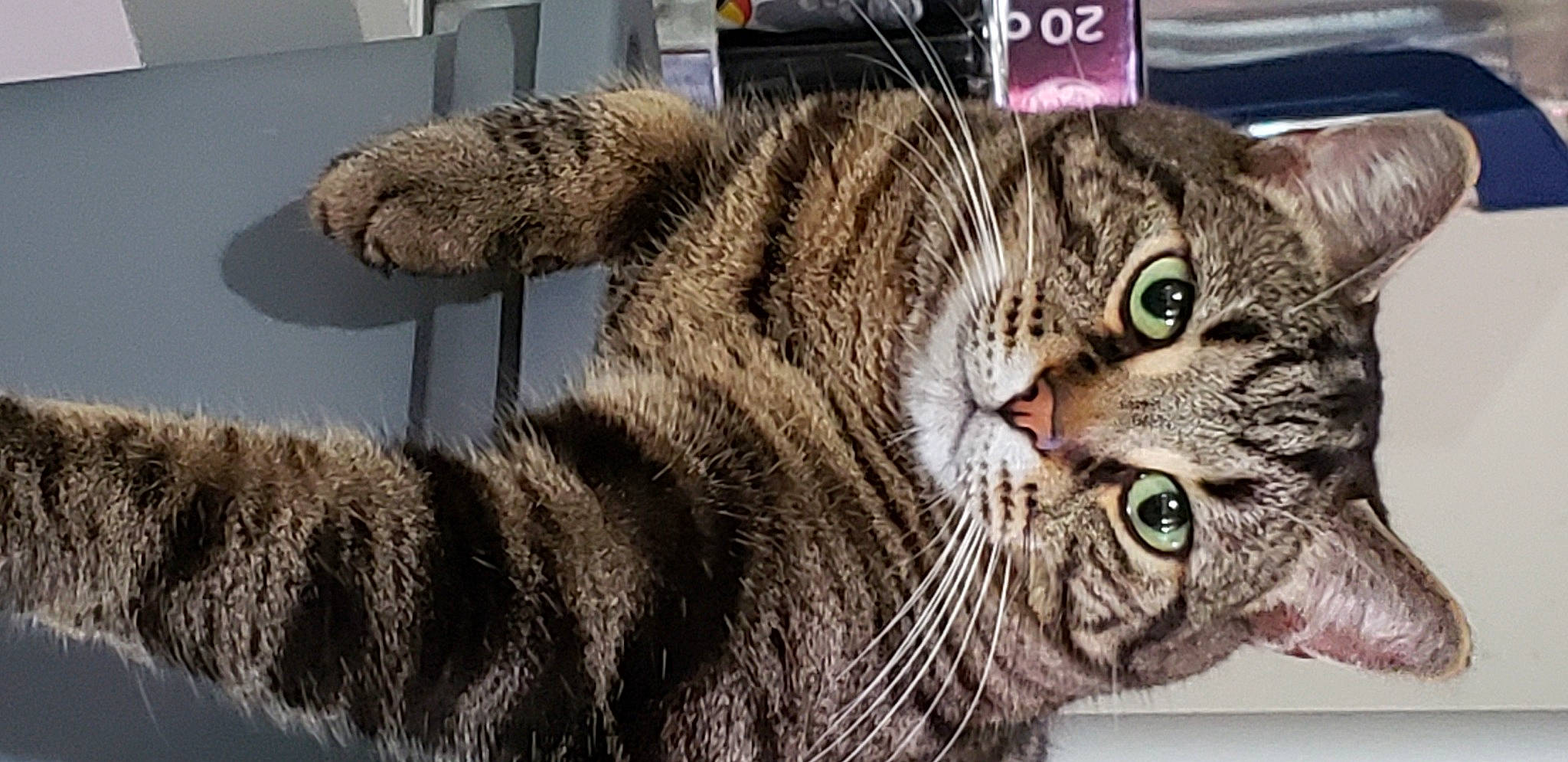 Gizmo is registered to the contest to win money with this photo: american_bobtail, american_shorthair, american_wirehair, asian, british_shorthair, california_spangled, carnivore, cat, domestic_short_haired_cat, dragon_li, european_shorthair, felidae, kitten, mammal, pixie_bob, scottish_fold, small_to_medium_sized_cats, snout, tabby_cat, whiskers