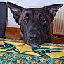 Wolf participe au concours pour gagner de l'argent avec cette photo : dog, close_up, tablecloth, pattern, indoor, kitchen, ears, eyes, curious, pet, animal, face, wooden_floor, radiator, furniture, colorful, background, domestic, muzzle, portrait