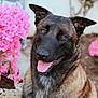 dog, canine, pet, animal, outdoor, flower, pink_flower, garden, tongue_out, ears_up, portrait, nature, happy, brown_coat, black_coat, cute, sitting, closeup, summer, friendly