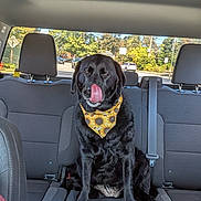 Harley Quinn is registered to the contest to win money with this photo: dog, black_dog, bandana, sunflower, car_interior, back_seat, tongue_out, pet, animal, sitting, seatbelt, window, trees, daylight, road, vehicle, cute, playful, domestic_animal, canine