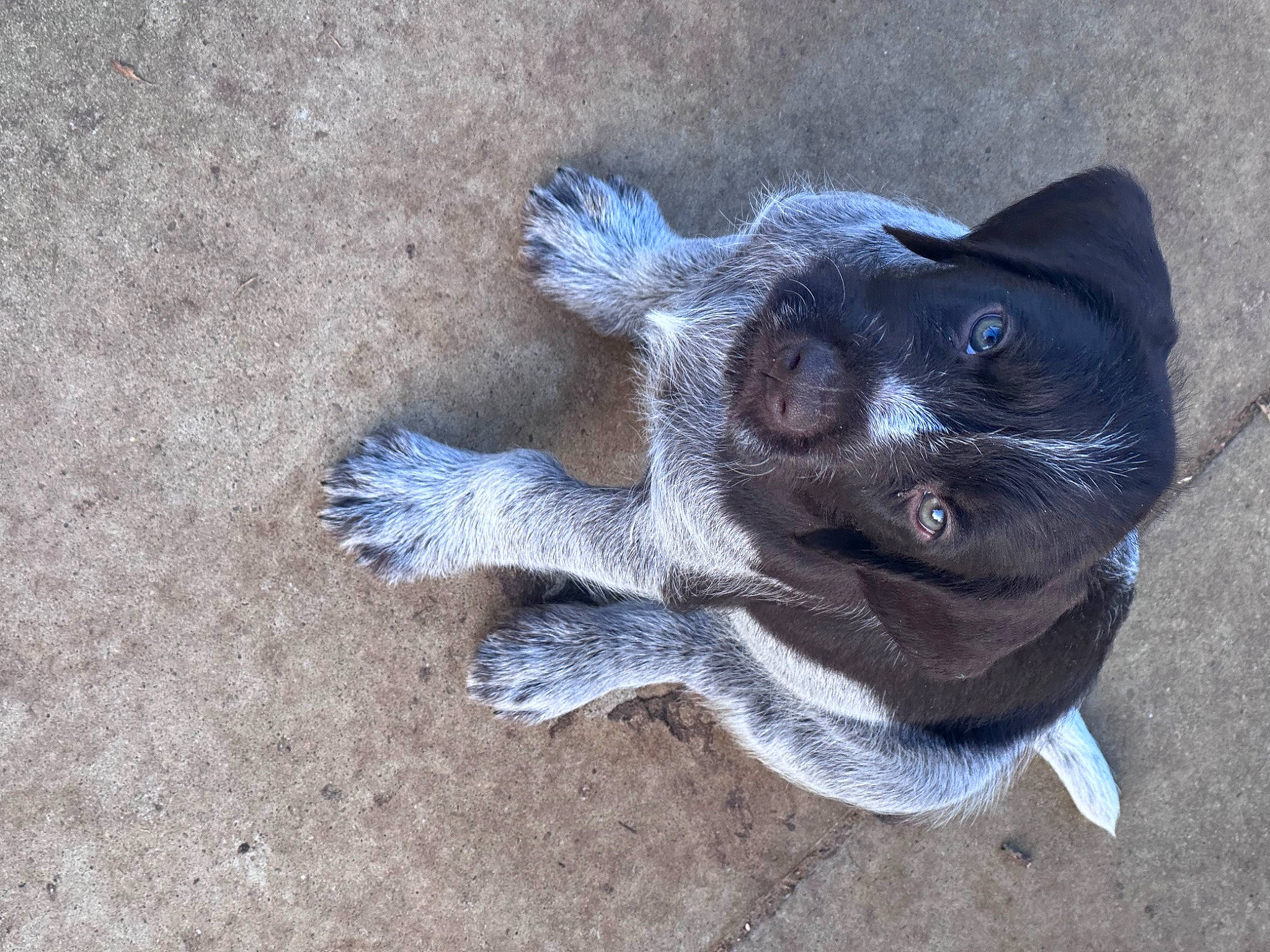 Chouchou a rejoint le concours — aidez-le/la à gagner de superbes lots ! art, canidae, carnivore, claw, companion_dog, dog, dog_breed, electric_blue, felidae, fur, grey, paw, small_to_medium_sized_cats, soil, sporting_group, tail, terrestrial_animal, toy_dog, whiskers, working_animal