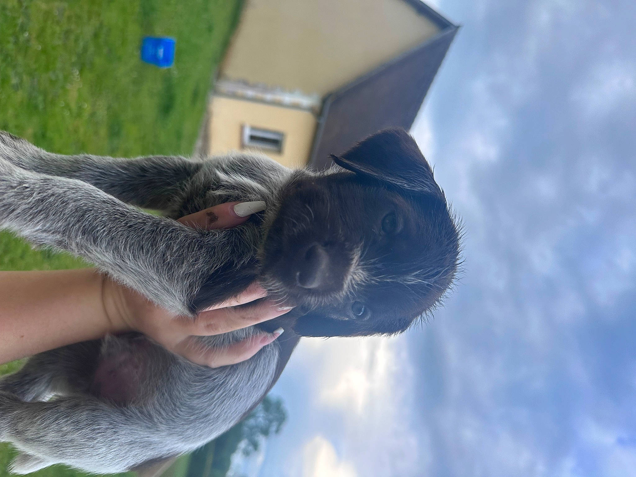 Chouchou a rejoint le concours — aidez-le/la à gagner de superbes lots ! art, cloud, electric_blue, fashion_accessory, gesture, grass, hat, sculpture, sky, snout, sporting_group, tail, thumb, tree, vertebrate, water, wildlife, wing, working_animal, wrist