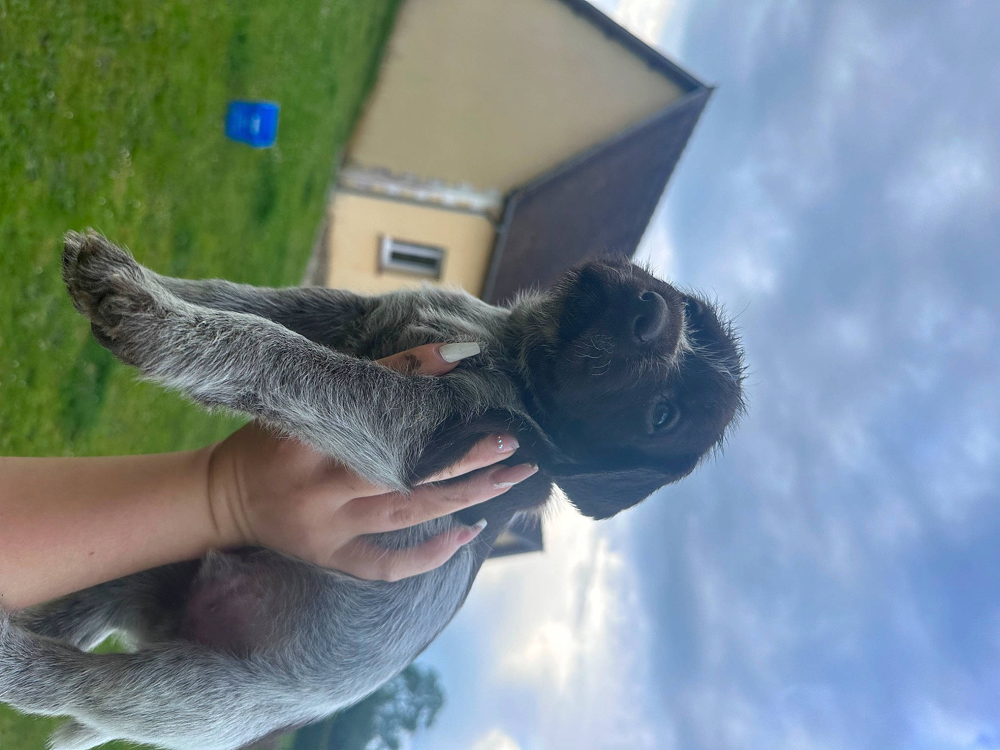 Chouchou a rejoint le concours — aidez-le/la à gagner de superbes lots ! adventure, art, cloud, fashion_accessory, gesture, glove, grass, house, sculpture, sky, snout, terrestrial_animal, thumb, water, wildlife, wing, working_animal