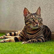 Hélios a rejoint le concours — aidez-le/la à gagner de superbes lots ! cat, tabby, striped, grass, outdoor, pet, animal, feline, alert, resting, ears, whiskers, green_eyes, nature, mammal, domestic, cute, fur, paw, relaxed