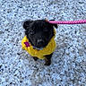 puppy, dog, black_dog, yellow_sweater, pink_leash, outdoor, pavement, standing, looking_up, animal, pet, cute, portrait, close_up, fluffy, collar, harness, colorful, daylight, companion