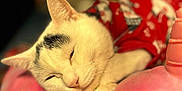 Cornelius joined the competition — help win amazing prizes! cat, sleeping, white_cat, black_patch, red_clothing, blanket, cozy, cute, pet, feline, resting, indoor, soft_texture, closeup, animal, warm_colors, comfort, cute_outfit, relaxed, peaceful
