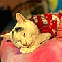cat, sleeping, white_cat, black_patch, red_clothing, blanket, cozy, cute, pet, feline, resting, indoor, soft_texture, closeup, animal, warm_colors, comfort, cute_outfit, relaxed, peaceful