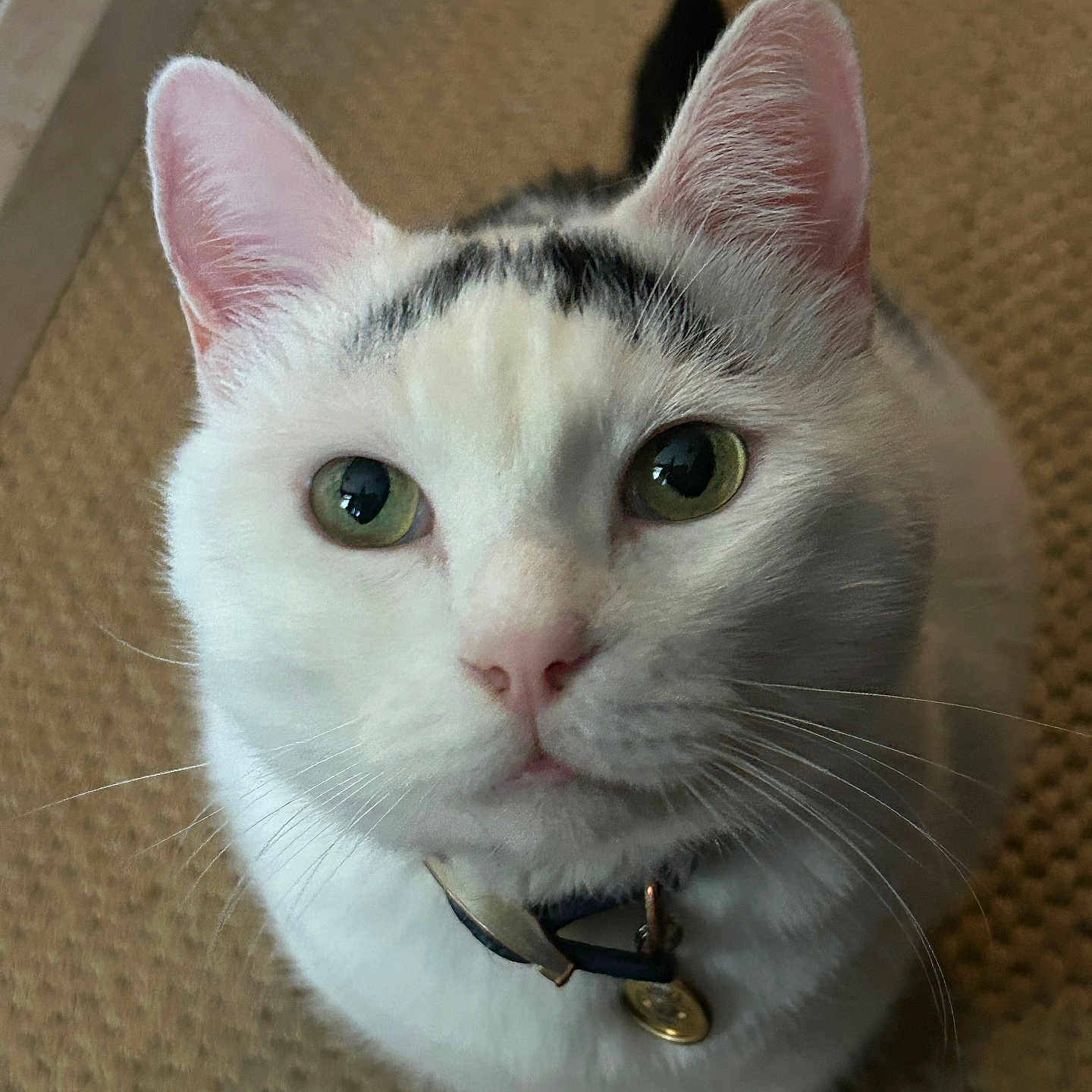 Cornelius is registered to the contest to win money with this photo: animal, cat, close_up, collar, curious, cute, domestic_animal, ears, face, feline, floor, fur, green_eyes, indoor, looking_up, pet, portrait, tag, whiskers, white_cat