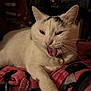 Cornelius joined the competition — help win amazing prizes! cat, white_cat, pink_blanket, indoor, pet, animal, tongue_out, yawning, collar, guitar, musical_instrument, poster, van_gogh, cozy, feline, whiskers, relaxed, close_up, cute, playful_expression