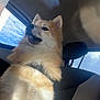 Titan joined the competition — help win amazing prizes! animal, canine, car_interior, clouds, collar, daylight, dog, domestic_animal, fluffy, fur, head, mammal, pet, profile, seat, sky, sunlight, transport, travel, window
