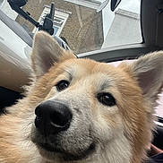 Titan joined the competition — help win amazing prizes! animal, brick_building, canine, car_interior, close_up, cloudy, dog, ears, face, fluffy, fur, happy, indoor, nose, pet, seat, sky, smile, transport, window