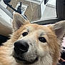 animal, brick_building, canine, car_interior, close_up, cloudy, dog, ears, face, fluffy, fur, happy, indoor, nose, pet, seat, sky, smile, transport, window