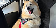 Titan is registered to the contest to win money with this photo: black, canine, car_interior, daylight, dog, fluffy, fur, happy, harness, leash, light, pet, red, seat, sitting, tongue_out, travel, urban, vehicle, window
