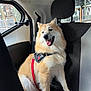 black, canine, car_interior, daylight, dog, fluffy, fur, happy, harness, leash, light, pet, red, seat, sitting, tongue_out, travel, urban, vehicle, window