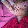 Jacky Lee is registered to the contest to win money with this photo: animal, blanket, cat, comfort, cozy, cute, domestic_cat, fur, indoor, kitten, nap, orange_tabby, paw, pet, pink, red, relaxation, resting, sleeping, soft