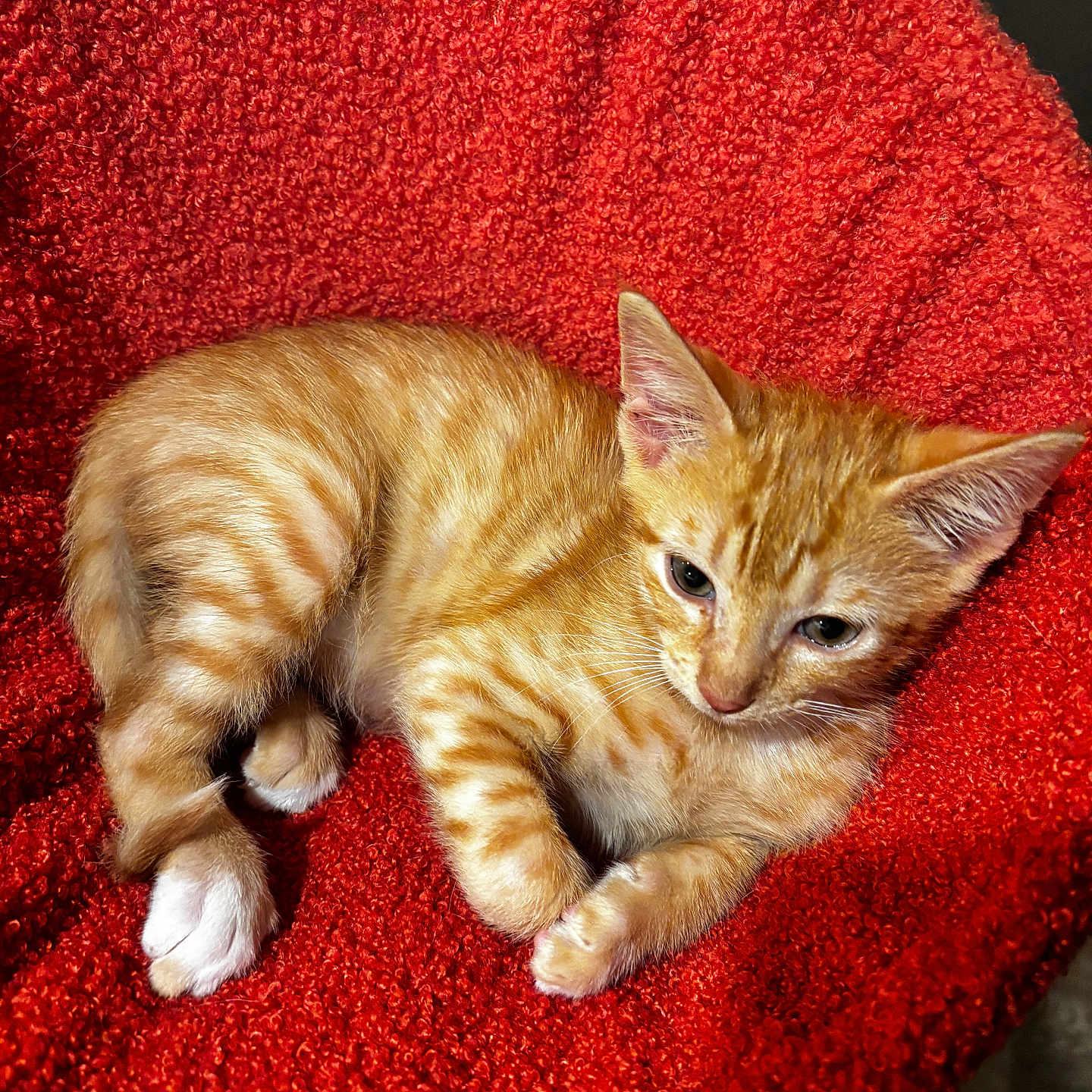 Jacky Lee joined the competition — help win amazing prizes! animal, cat, cozy, cute, domestic_cat, feline, fur, indoor, kitten, orange_tabby, paw, pet, red_blanket, relaxed, resting, sleepy, textured_fabric, whiskers, white_paws, young_cat