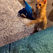 Jacky Lee joined the competition — help win amazing prizes! animal, blur, carpet, cat, cute, domestic, feline, floor, furniture, indoor, kitten, motion, orange_cat, pet, phone_interface, playful, screenshot, toy, wooden_floor, young_cat