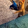 animal, blur, carpet, cat, cute, domestic, feline, floor, furniture, indoor, kitten, motion, orange_cat, pet, phone_interface, playful, screenshot, toy, wooden_floor, young_cat