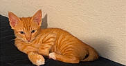 Jacky Lee joined the competition — help win amazing prizes! animal, bed, cat, cute, ears, feline, fur, indoor, kitten, lying_down, orange_tabby, paw, pet, resting, shadow, small, texture, wall, whiskers, young