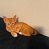animal, bed, cat, cute, ears, feline, fur, indoor, kitten, lying_down, orange_tabby, paw, pet, resting, shadow, small, texture, wall, whiskers, young