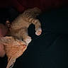 Jacky Lee is registered to the contest to win money with this photo: animal, cat, closeup, comfort, cozy, cuddle, cute, dark, feline, ginger_cat, indoor, kitten, nap, paws, person, pet, relaxation, resting, sleeping, soft