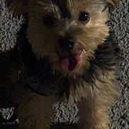 Coco joined the competition — help win amazing prizes! dog, small_dog, fluffy, tongue_out, dark, night, shadow, texture, fur, pet, animal, cute, looking_up, ears, paws, outdoor, canine, companion, happy, playful