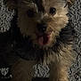 dog, small_dog, fluffy, tongue_out, dark, night, shadow, texture, fur, pet, animal, cute, looking_up, ears, paws, outdoor, canine, companion, happy, playful