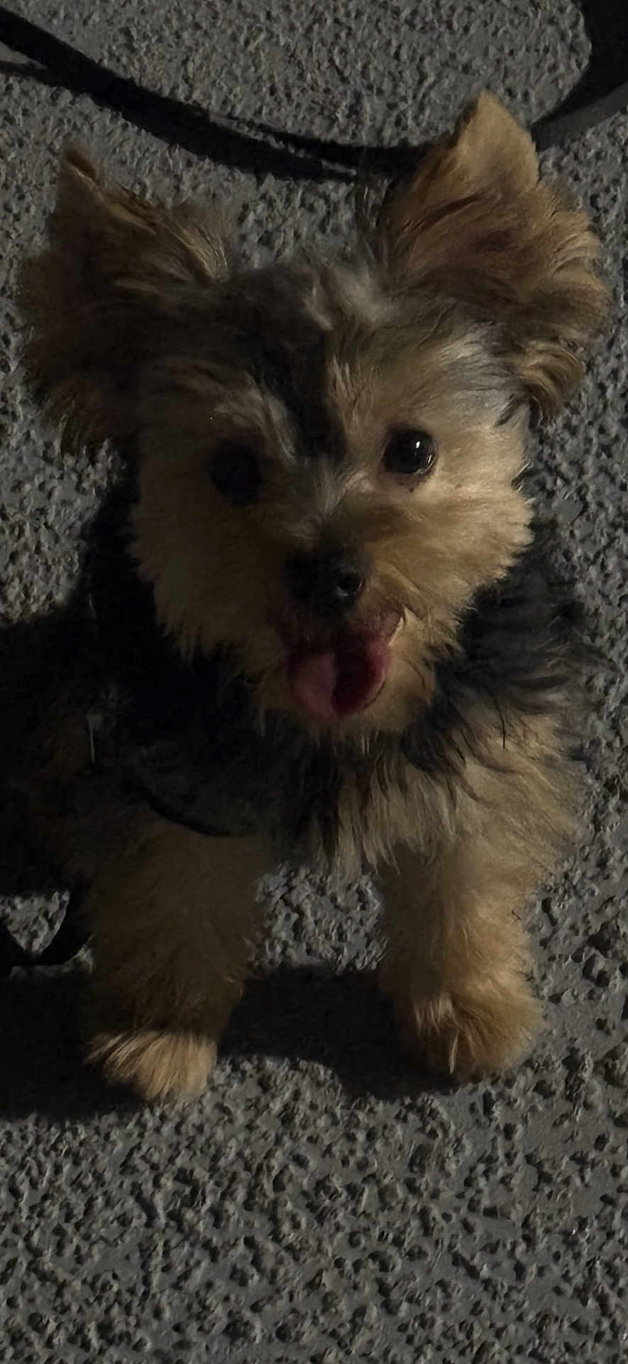 Coco joined the competition — help win amazing prizes! dog, small_dog, fluffy, tongue_out, dark, night, shadow, texture, fur, pet, animal, cute, looking_up, ears, paws, outdoor, canine, companion, happy, playful