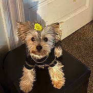 Coco is registered to the contest to win money with this photo: animal, black_shirt, carpet, clothing, curious, cute, dog, door, flower, fluffy, fur, house, indoor, looking_at_camera, ottoman, pet, portrait, sitting, small_dog, yellow_flower