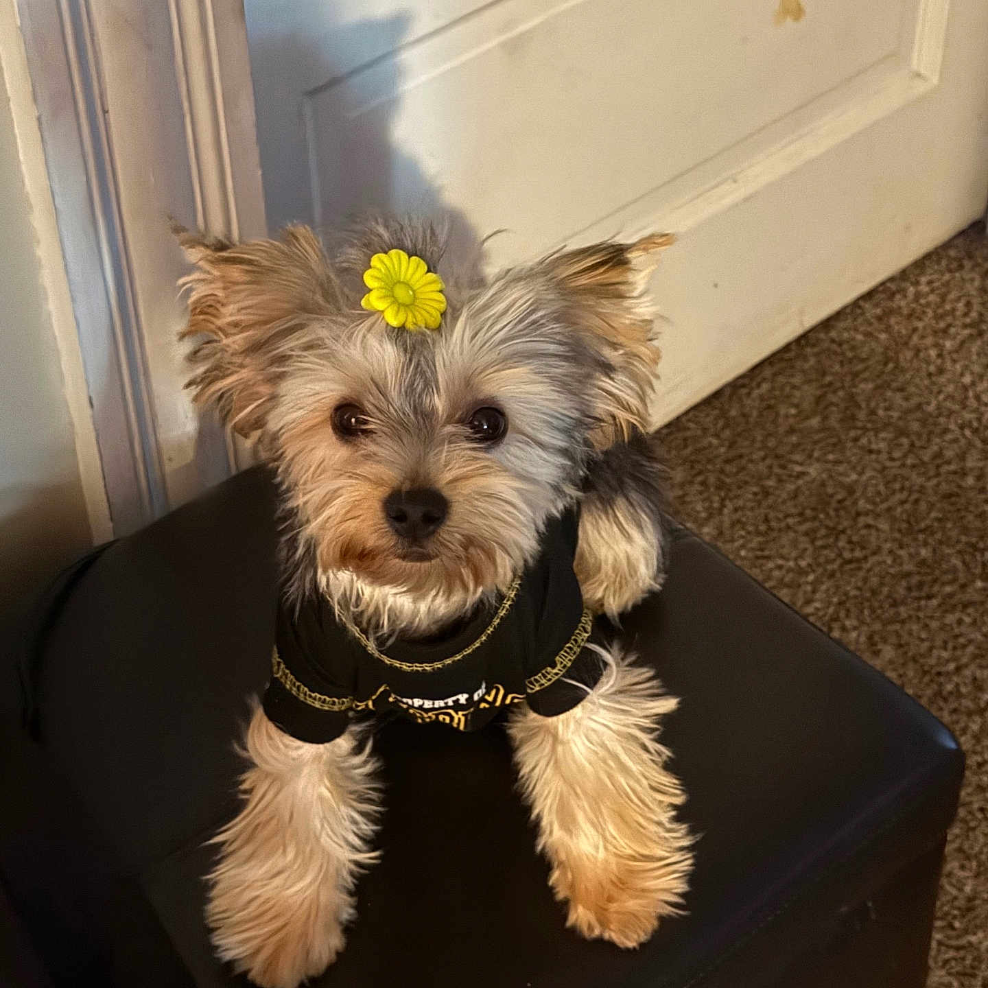 Coco is registered to the contest to win money with this photo: animal, black_shirt, carpet, clothing, curious, cute, dog, door, flower, fluffy, fur, house, indoor, looking_at_camera, ottoman, pet, portrait, sitting, small_dog, yellow_flower