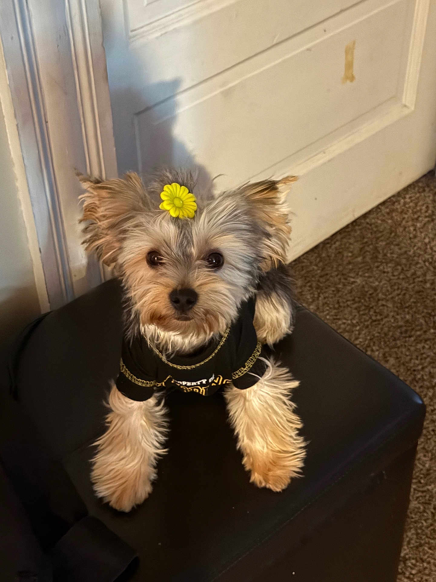Coco is registered to the contest to win money with this photo: animal, black_shirt, carpet, clothing, curious, cute, dog, door, flower, fluffy, fur, house, indoor, looking_at_camera, ottoman, pet, portrait, sitting, small_dog, yellow_flower
