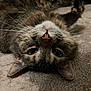 cat, feline, tortoiseshell_cat, whiskers, nose, eyes, fur, close_up, portrait, pet, indoor, carpet, lying_down, upside_down, playful, ears, paws, domestic_animal, cute, relaxed