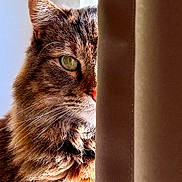 Cookie joined the competition — help win amazing prizes! cat, feline, tabby, whiskers, green_eye, curtain, peeking, sunlight, close_up, portrait, fur, fluffy, ear, nose, indoor, window, shadow, pet, domestic_animal, cozy