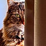 cat, feline, tabby, whiskers, green_eye, curtain, peeking, sunlight, close_up, portrait, fur, fluffy, ear, nose, indoor, window, shadow, pet, domestic_animal, cozy