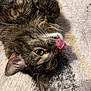 cat, tabby_cat, pet, tongue, licking, close_up, fur, whiskers, green_eyes, ear, carpet, indoor, adorable, playful, lying_on_back, portrait, cozy, paw, nose, cute