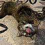cat, tabby, pet, tongue_out, rug, carpet, indoor, feline, green_eyes, whiskers, fur, playful, relaxed, lying_down, close_up, portrait, domestic_cat, paws, cute, home