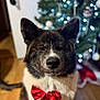dog, pet, red_bow, christmas_tree, ornament, bokeh, holiday_decor, festive, indoor, portrait, closeup, ears, nose, fur, black_and_white_fur, hardwood_floor, christmas_decor, cute, twinkle_lights, sitting