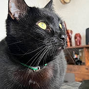 Milo participe au concours pour gagner de l'argent avec cette photo : black_cat, green_eyes, whiskers, collar, close_up, portrait, fur, ear, nose, indoor, wooden_shelf, decor, blurred_background, pet, domestic_animal, mammal, looking_up, macro, eye_reflection, cozy