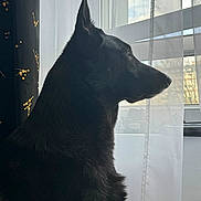Raven participe au concours pour gagner de l'argent avec cette photo : black_dog, dog, window, sheer_curtain, curtain, silhouette, profile_view, side_view, pet, indoor, looking_out, upright_ear, fur, natural_light, contemplative, cozy, home_interior, vertical_photo, closeup, calm