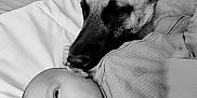 Noa a rejoint le concours — aidez-le/la à gagner de superbes lots ! baby, dog, german_shepherd, bed, black_and_white, pet, infant, sleeping, lying_down, close_up, companion, animal, child, cute, peaceful, snuggling, portrait, indoor, friendship, tender