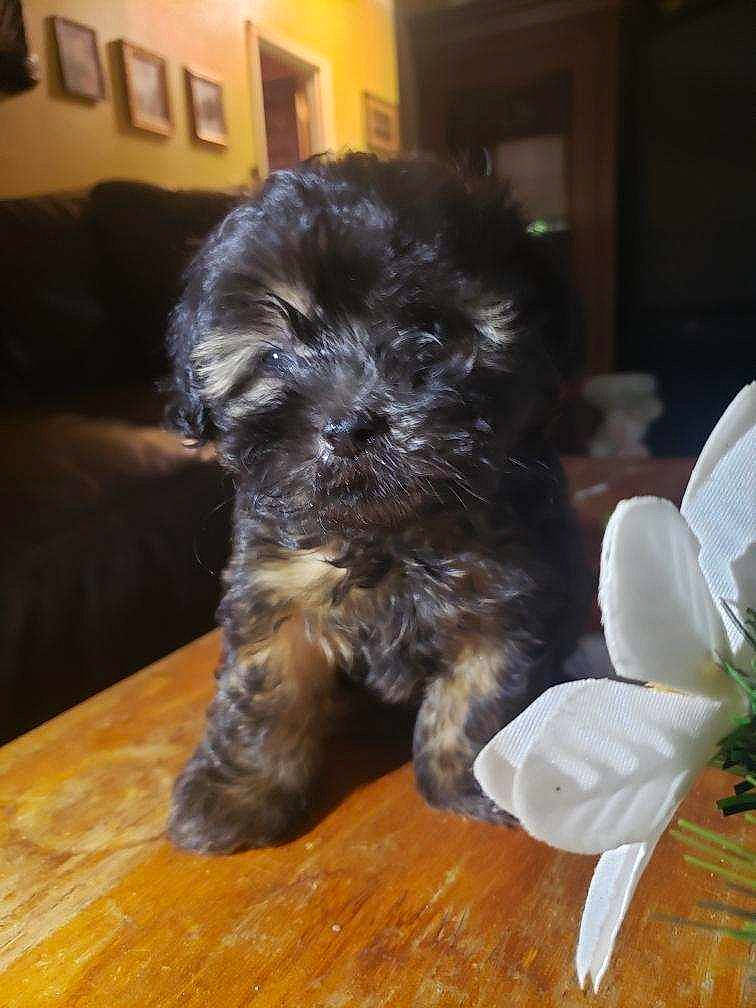 Chewy joined the competition — help win amazing prizes! carnivore, companion_dog, dog, dog_breed, flooring, flower, fur, hardwood, liver, petal, small_terrier, snout, table, tail, terrier, toy_dog, water_dog, wood, working_animal, yorkipoo