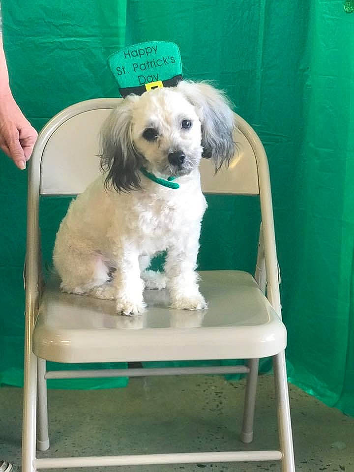 Chewy joined the competition — help win amazing prizes! canidae, carnivore, chair, companion_dog, dog, dog_breed, dog_collar, dog_supply, fur, green, hat, labradoodle, non_sporting_group, pet_supply, plant, poodle, spaniel, sporting_group, toy_dog, water_dog