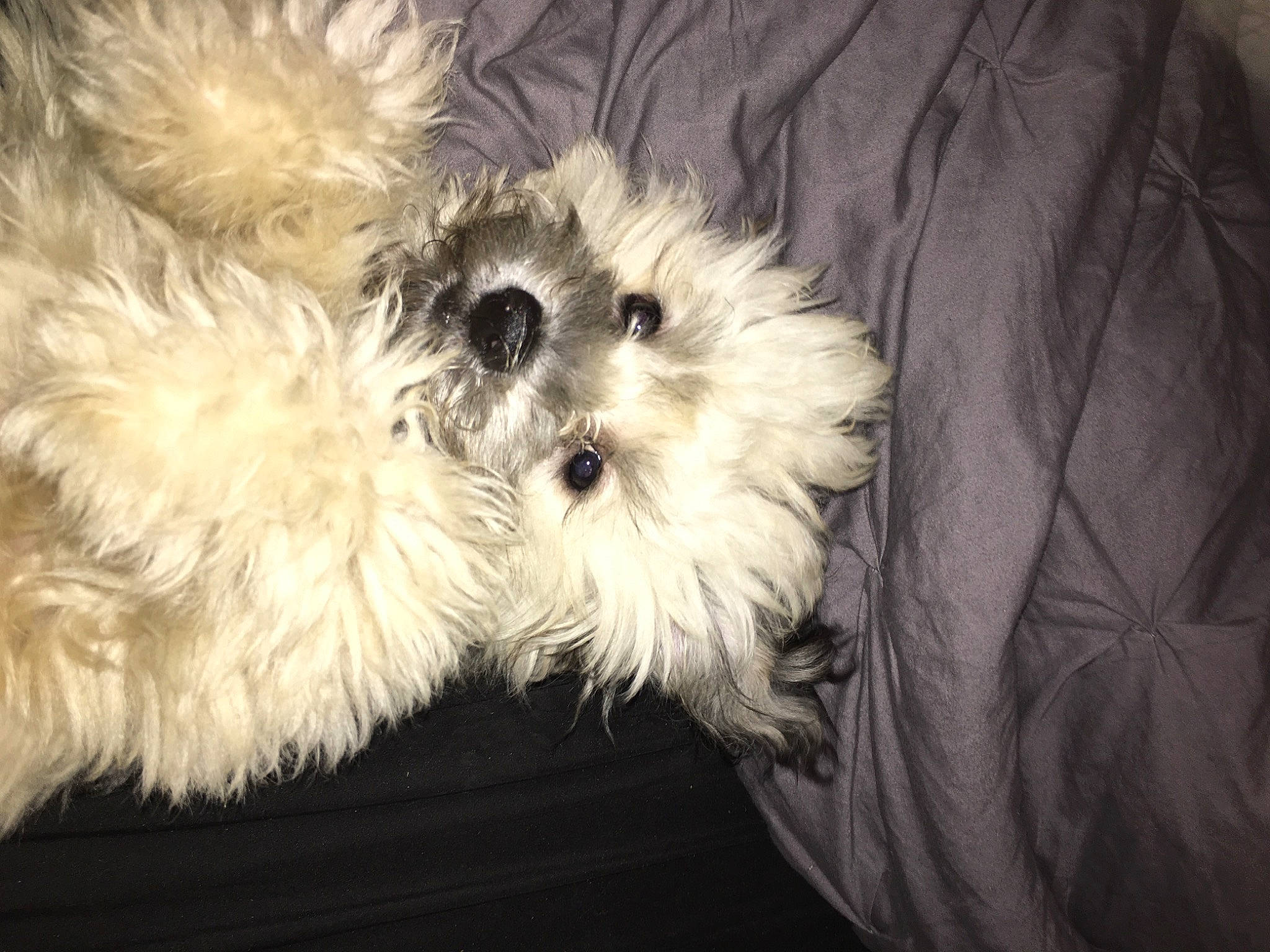 Chewy is registered to the contest to win money with this photo: canidae, carnivore, comfort, companion_dog, dog, dog_breed, dog_supply, fur, mal_shi, maltepoo, poodle_crossbreed, shih_poo, small_terrier, snout, sporting_group, terrier, toy_dog, whiskers, working_animal, yorkipoo