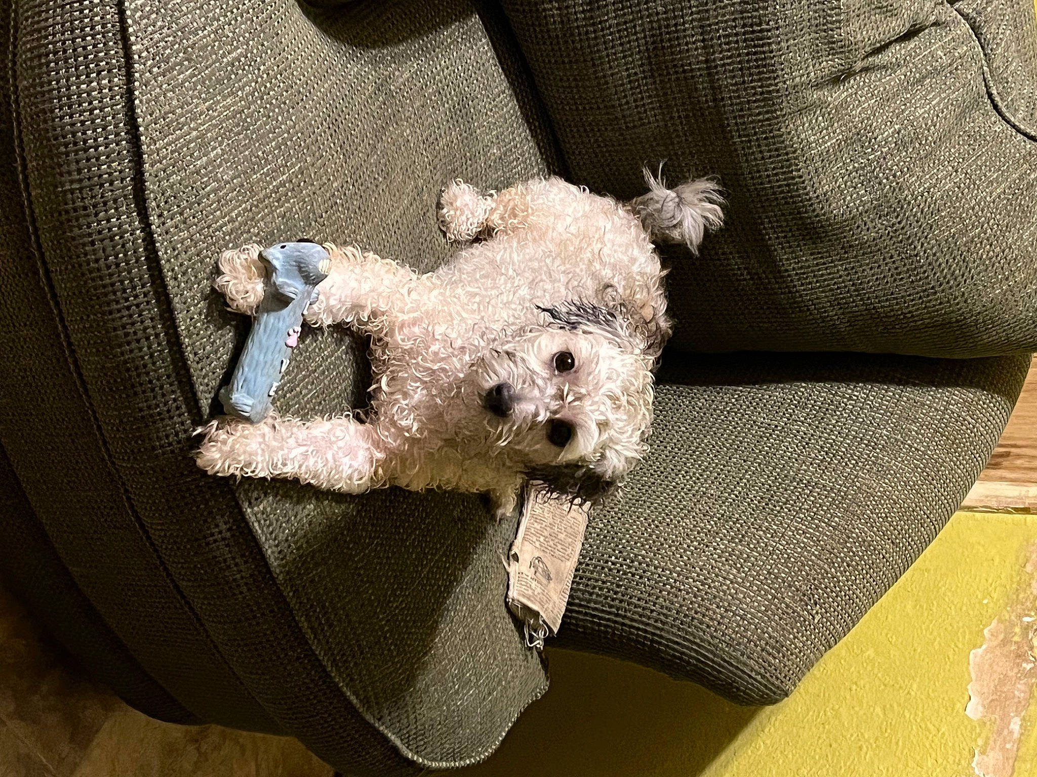 Chewy joined the competition — help win amazing prizes! beige, button, canidae, carnivore, comfort, companion_dog, dog, dog_clothes, fashion_accessory, fawn, fur, linens, pattern, plush, snout, stuffed_toy, teddy_bear, toy, toy_dog, working_animal