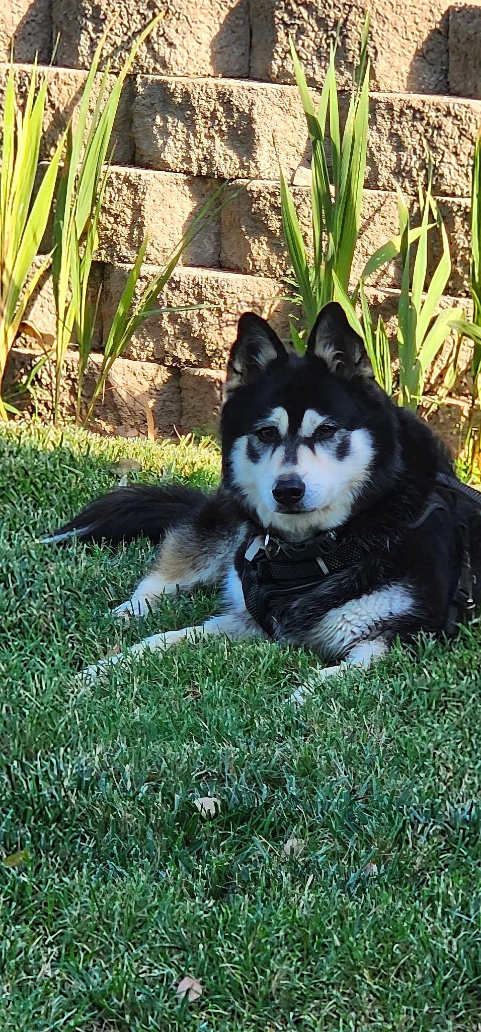 Mya
