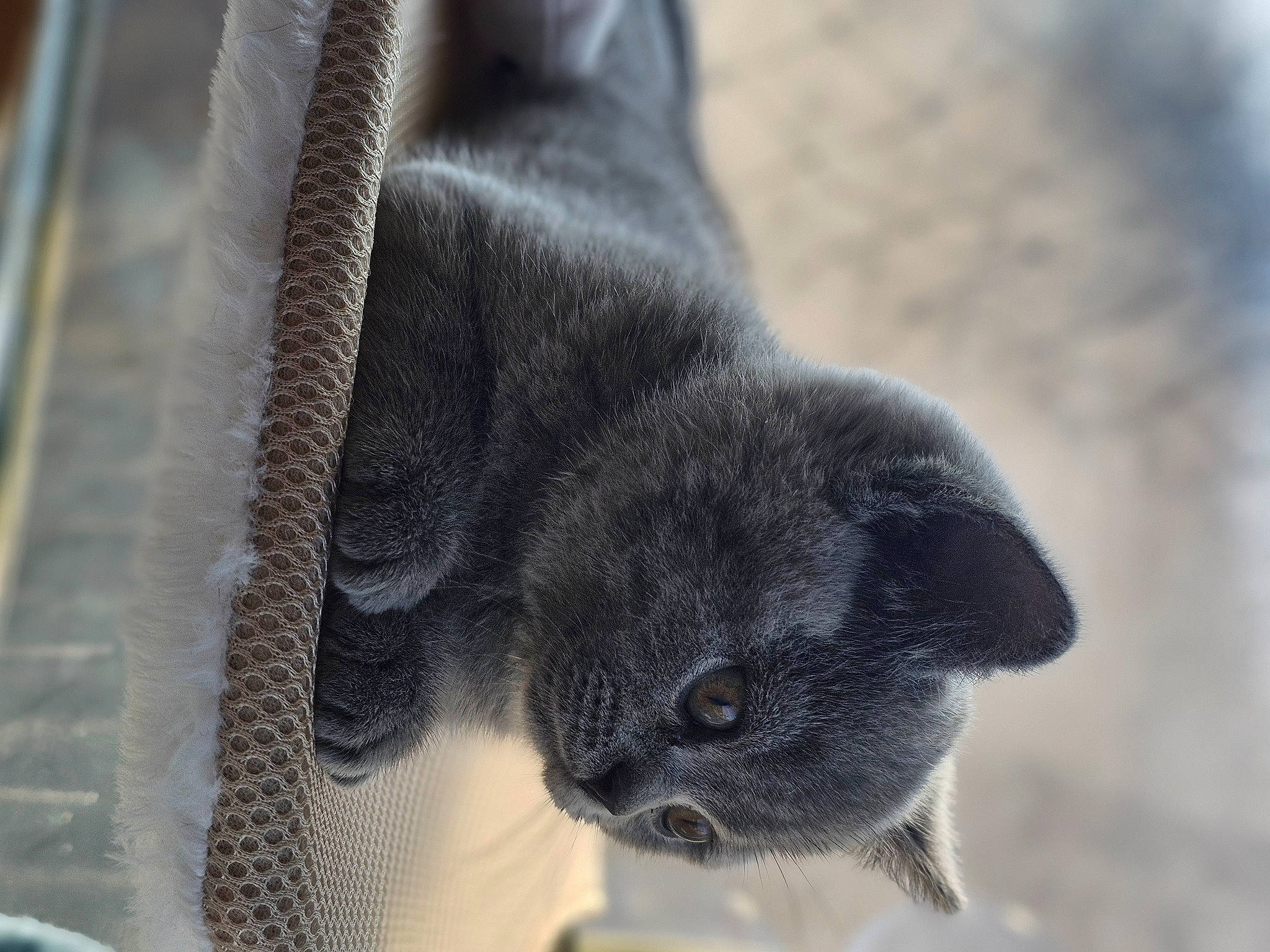 Rio joined the competition — help win amazing prizes! carnivore, cat, claw, domestic_short_haired_cat, felidae, fur, grey, small_to_medium_sized_cats, snout, terrestrial_animal, whiskers, window