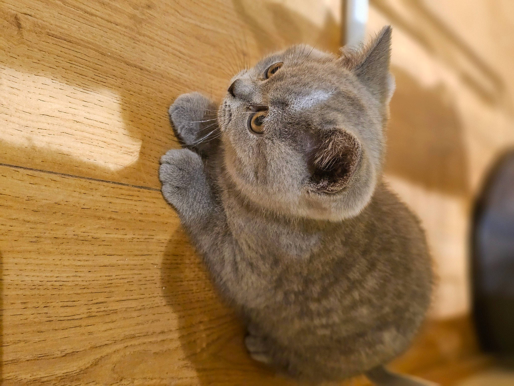 Rio joined the competition — help win amazing prizes! carnivore, claw, domestic_short_haired_cat, ear, fawn, felidae, fur, hardwood, koala, marsupial, paw, plank, small_to_medium_sized_cats, snout, terrestrial_animal, varnish, whiskers, window, wood, wood_stain