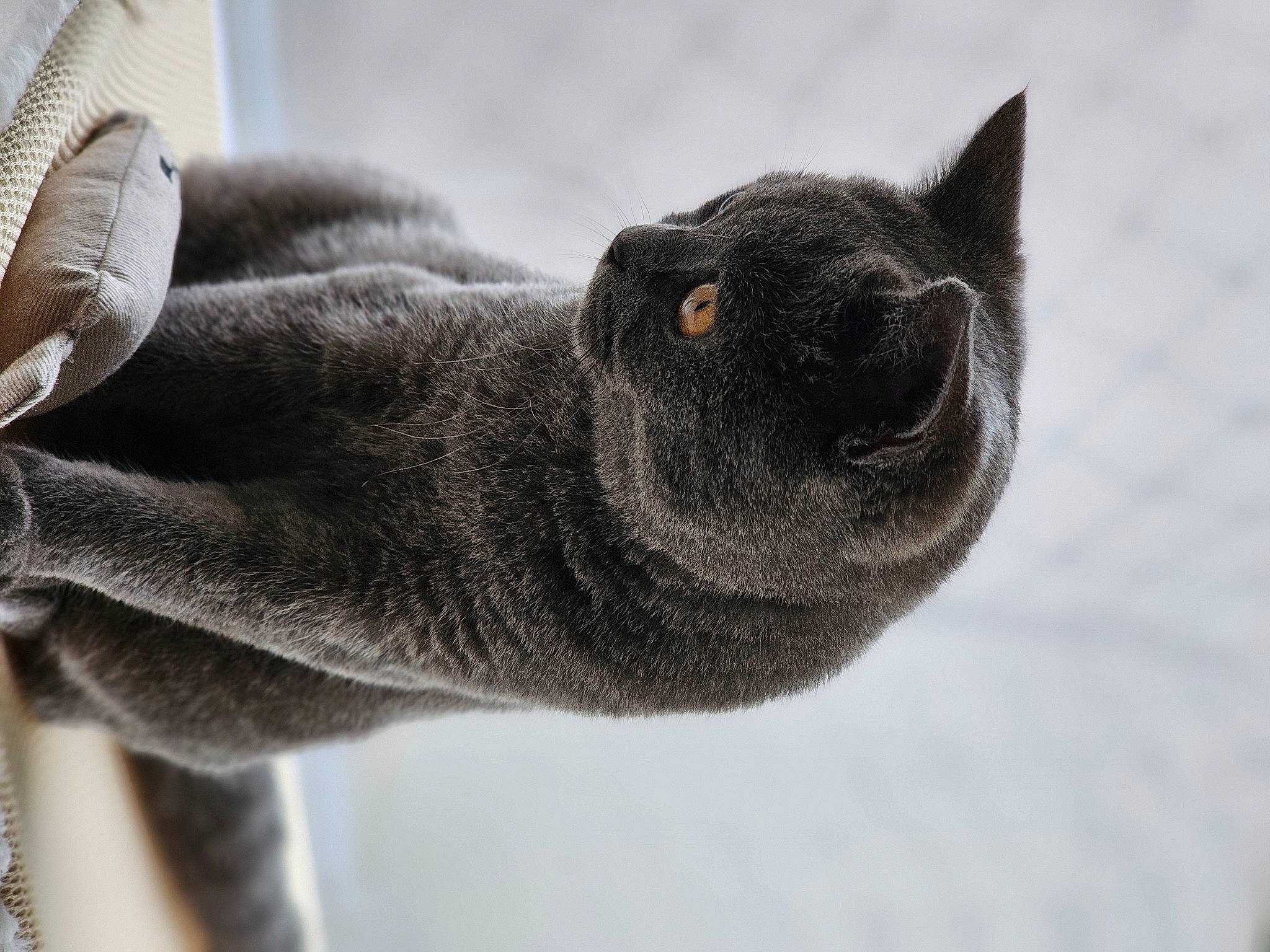 Simba is registered to the contest to win money with this photo: carnivore, cat, chartreux, close_up, domestic_short_haired_cat, eye, felidae, fur, grey, monochrome_photography, paw, russian_blue, small_to_medium_sized_cats, snout, tail, terrestrial_animal, tree, whiskers, wildlife, window